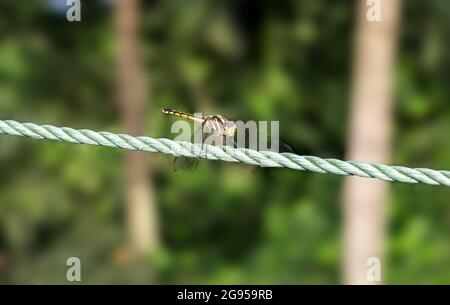 Beautiful yellow and black spotted dragonfly sitting on a green clothesline rope Stock Photo