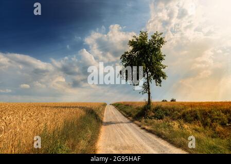 Summer landscape with country road between golden wheat fields and oak tree on cloudy blue sky with sunbeams at sunset Stock Photo
