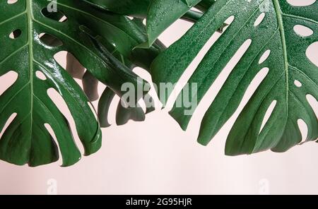 Natural background with tropical monstera leaves on pink background. Stock Photo