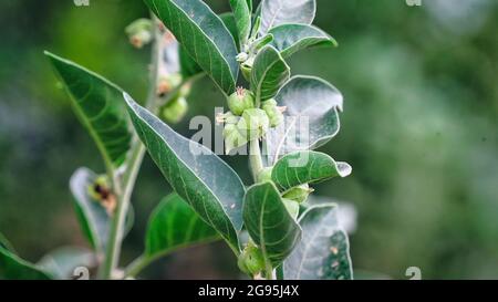 Immunity booster plant, Withania somnifera, known commonly as ashwagandha Its roots and orange-red fruit have been used for hundreds of years for medi Stock Photo