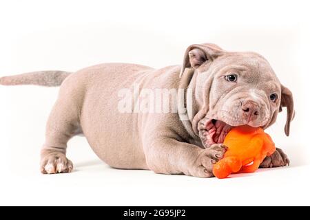 A purple-colored American Bully puppy plays with a plastic toy. Isolated on a white background Stock Photo