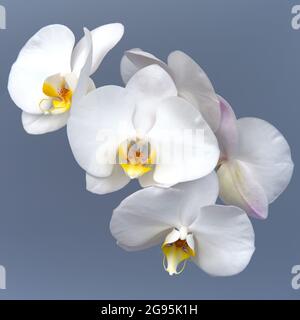 White orchid flowers against gray background Stock Photo
