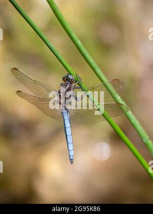 Keeled Skimmer Dragonfly, Orthetrum coerulescens, vertical shot. Stock Photo