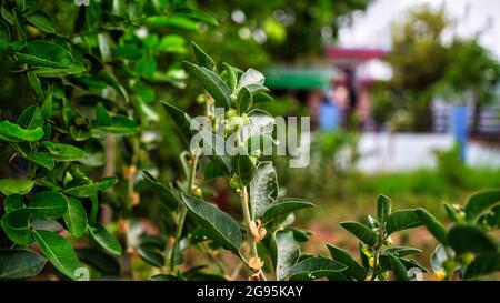 Immunity booster plant, Withania somnifera, known commonly as ashwagandha Its roots and orange-red fruit have been used for hundreds of years for medi Stock Photo