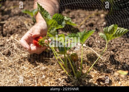 Strawberry Picking Stock Photo