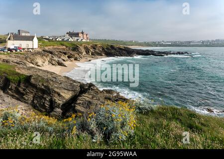 Wildflowers Cinereria saxifraga growing on the rugged coast around the secluded Little Fistral beach in Newquay in Cornwall. Stock Photo