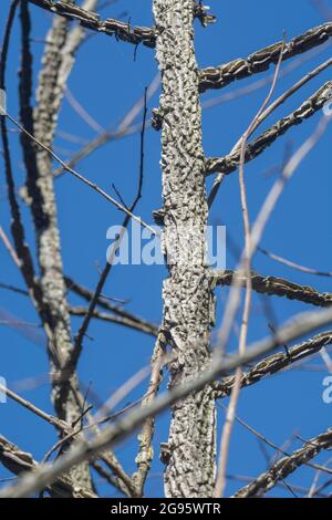 Furrowed tree bark of quite young Common Elder / Sambucus nigra tree in sunshine. Various part of Elder once used in herbal remedies. Medicinal plant. Stock Photo