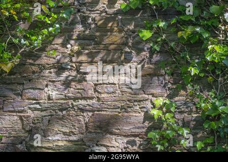 Sunlit old stone wall with hanging trailing Common Ivy / Hedera helix. Dappled patch of sunlight metaphor, old buildings, common weeds UK. Stock Photo