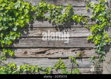 Sunlit wood sleeper fence or wall covered with trailing Common Ivy / Hedera helix. Patch of sunlight metaphor, common weeds UK. Stock Photo