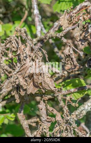 Small Oak / Quercus broken tree branch resulting in the dying of the attached leaves. For dead plants, dead trees, withered, etc. Stock Photo