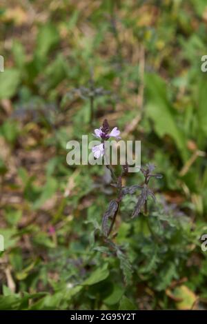 lilac flowers of  Verbena officinalis plant Stock Photo