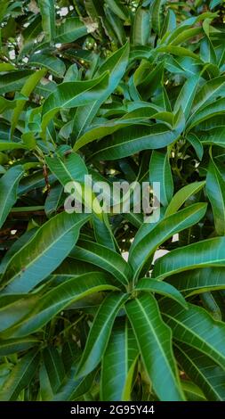 Mangifera indica, known as mango, bright green leaves Stock Photo