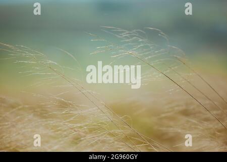 A close up of small branches swaying in the wind on a stormy day. Stock Photo