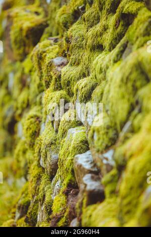 A close up of bright green moss covering rocks on an overcast day in Europe. Stock Photo