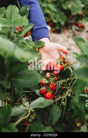 Close up of child's hand holding ripe strawberries in a field. Stock Photo