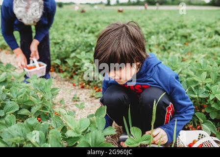 Boy and grandmother picking strawberries in a field together. Stock Photo