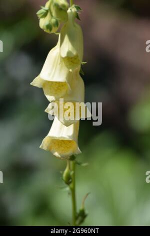 the Flower of the large-flowered Foxglove Stock Photo