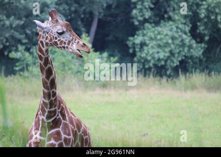 Reticulated giraffe in Overloon zoo, the Netherlands Stock Photo