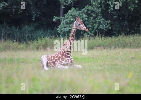 Reticulated giraffe in Overloon zoo, the Netherlands Stock Photo