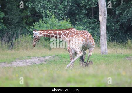 Reticulated giraffe in Overloon zoo, the Netherlands Stock Photo