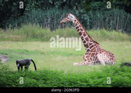 Reticulated giraffe in Overloon zoo, the Netherlands Stock Photo