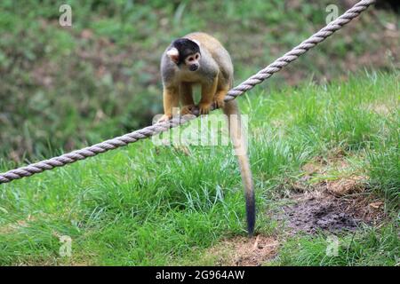 Black-capped squirrel monkey Stock Photo