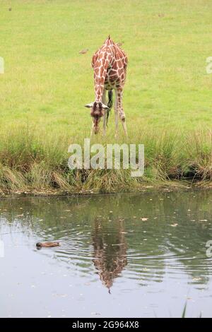 Reticulated giraffe in Overloon zoo, the Netherlands Stock Photo