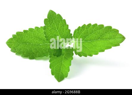 Branch with fresh mint leaves isolated on white background. Stock Photo