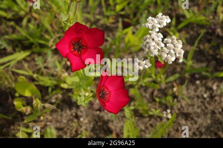 Linum grandiflorum, flowering flax, red flax, scarlet flax or crimson flax is an annual herb native to Algeria. The red flower has 5 red petals. Stock Photo