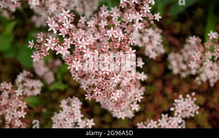 Stonecrop Murale is a plant particularly suitable for rock gardens, stone walls and for green roofs. Sedum album murale has pale pink flowers. Stock Photo