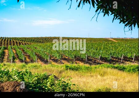 Panoramic of an Ecuadorian vineyard crop ready to be harvested. Raw red and white wine grapes, leafs, sunny day. Stock Photo