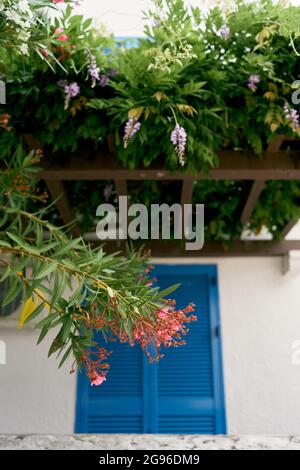 Blooming plants on the balcony trellis above the front door Stock Photo