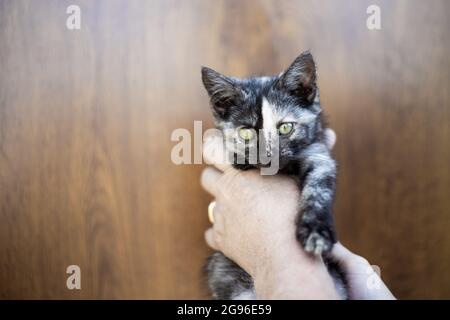 A small black spotted kitten in the hands of a man. Copy space, place for text. Stock Photo
