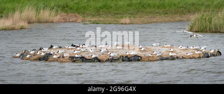 Dozens of breeding black-headed gulls on the landscaped shell beach isle, with two flying gulls bringing nesting materials.. Nature reserve 'Landje va Stock Photo