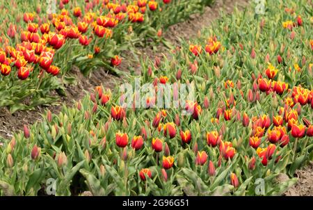 Red-yellow tulips in field on diagonal tulip beds. Region Hoorn, West-friesland, Nord-Holland, the Netherlands. Stock Photo