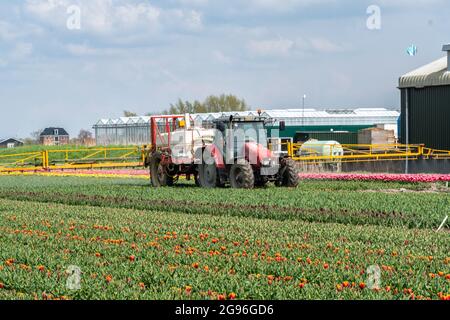 Tractor spraying fertilizer or pesticides on red-yellow tulips field with sprayer . Region Hoorn, West-Friesland, Nord-Holland, the Netherlands. Stock Photo