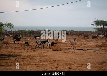 Group of Black, Brown and White Goats Walking in the Desert of Punta Gallinas by the Sea in Uribia, La Guajira, Colombia Stock Photo