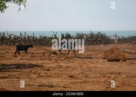 Group of Black Goats Walking in the Desert of Punta Gallinas by the Sea in Uribia, La Guajira, Colombia Stock Photo