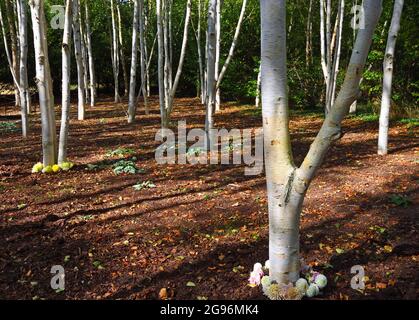 Himalayan Silver Birch with their pure white trunks  in winter garden. Stock Photo