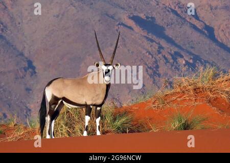 A South African Oryx, or Gemsbok (Oryx gazella) walking in the desert flowers and dunes of the NamibRand Nature Reserve, Namibia Stock Photo