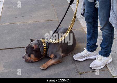 bully leash