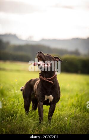 American Pit Bull Terrier standing Stock Photo