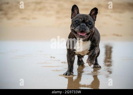 Senior French Bulldog of black and white coloration, on a beach in Portugal during the summer on a cloudy day Stock Photo