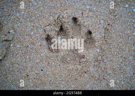 Dog footprints in the sand on the beach, with brown sand Stock Photo