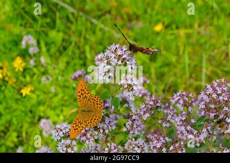 Peacock and male silver-washed fritillary butterflies on wild marjoram in rewilded patch near Charles Darwin's old house at Downe, Kent, England, UK Stock Photo