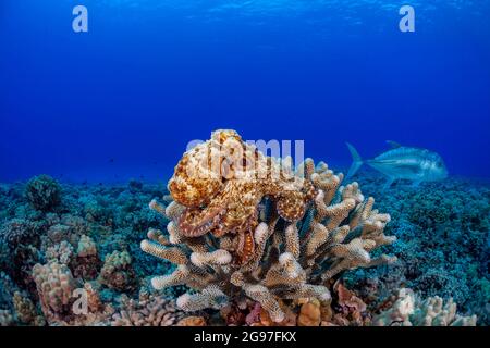 This day octopus, Octopus cyanea, is slinking down from its perch on antler coral to avoid its predator, a white ulua, Caranx ignobilis, also known as Stock Photo