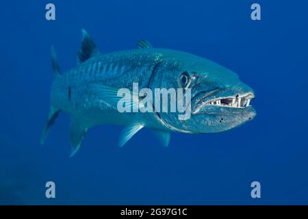 Great barracuda, Sphyraena barracuda, can reach as much as six feet in length and are relatively rare to see underwater in Hawaii. Stock Photo