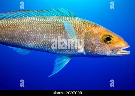 Pristipomoides filamentosus, is a deep water fish that goes by many common names, crimson jobfish, crimson snapper, or Hawaiian pink snapper. In resta Stock Photo