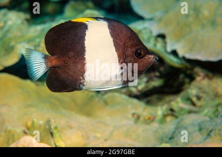 The black pyramid butterflyfish, Hemitaurichthys zoster, is also referred to a the brown and white butterflyfish, Thailand. Stock Photo