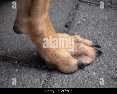 Brown Dog Foot Walking on Concrete Tiles Stock Photo